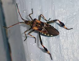 Attēlu rezultāti vaicājumam “Lygaeidae”