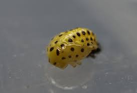 Attēlu rezultāti vaicājumam “Psyllobora vigintiduopunctata larva”