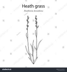 Attēlu rezultāti vaicājumam “Danthonia decumbens bud”