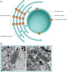 Attēlu rezultāti vaicājumam “Leiocolea rutheana cells”