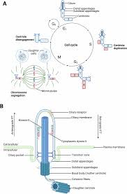 Image result for *X68CHer|http://www.bcpark.net/bbs/317697