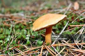 Attēlu rezultāti vaicājumam “Suillus bovinus”