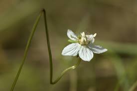 Attēlu rezultāti vaicājumam “Parnassia palustris bud”