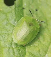 Attēlu rezultāti vaicājumam “Cassida”