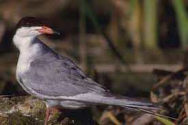 Attēlu rezultāti vaicājumam “Hydroprogne caspia”