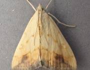 Attēlu rezultāti vaicājumam “Evergestis extimalis”