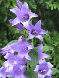 Attēlu rezultāti vaicājumam “Campanula latifolia leaf”