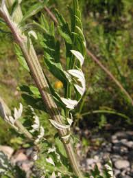 Image result for Artemisia vulgaris