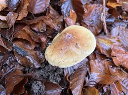 Attēlu rezultāti vaicājumam “Tricholoma flavovirens”