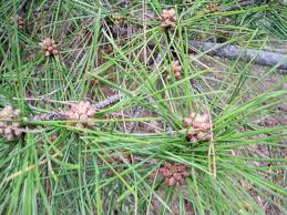 Attēlu rezultāti vaicājumam “Pinus pumila male flower”
