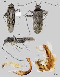 Attēlu rezultāti vaicājumam “Phytocoris sp.”