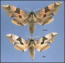 Attēlu rezultāti vaicājumam “Mimas tiliae”