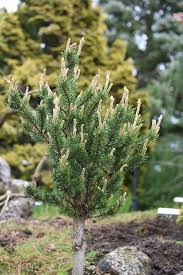 Attēlu rezultāti vaicājumam “Pinus banksiana”