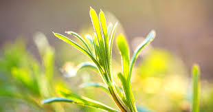 Attēlu rezultāti vaicājumam “Cribraria atrofusca stalked”