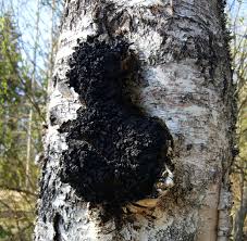 Attēlu rezultāti vaicājumam “Inonotus obliquus”