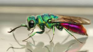 Attēlu rezultāti vaicājumam “Chrysididae”