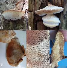 Attēlu rezultāti vaicājumam “Postia fragilis”