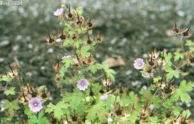 Attēlu rezultāti vaicājumam “Geranium bohemicum”