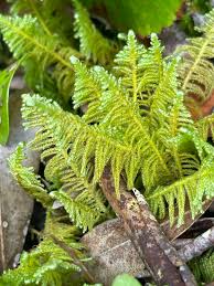 Attēlu rezultāti vaicājumam “Ptilium crista-castrensis”