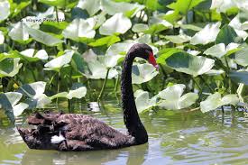 Attēlu rezultāti vaicājumam “Cygnus atratus”