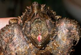 Attēlu rezultāti vaicājumam “Tortula lingulata macro”