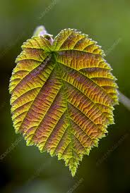 Attēlu rezultāti vaicājumam “Corylus avellana leaf”