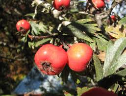 Attēlu rezultāti vaicājumam “Crataegus x macrocarpa fruit”