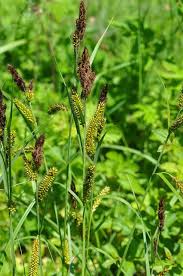 Attēlu rezultāti vaicājumam “Carex riparia”