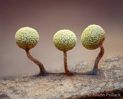 Attēlu rezultāti vaicājumam “Physarum leucophaeum stalked”