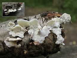 Attēlu rezultāti vaicājumam “Antrodiella faginea”