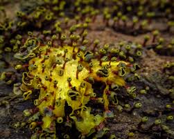 Attēlu rezultāti vaicājumam “Physaraceae”