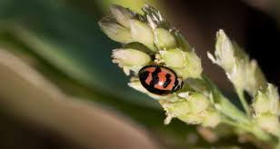Attēlu rezultāti vaicājumam “Coccinellidae”