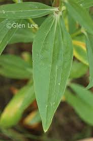 Attēlu rezultāti vaicājumam “Saponaria officinalis leaf”