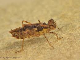 Attēlu rezultāti vaicājumam “Sympetrum”