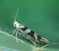 Attēlu rezultāti vaicājumam “Argyresthia albistria”