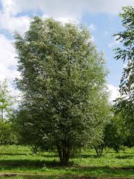 Attēlu rezultāti vaicājumam “Salix alba”