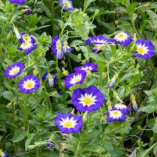 Image result for Convolvulus tricolor