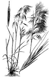 Attēlu rezultāti vaicājumam “Anisantha tectorum fruit”