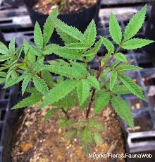 Attēlu rezultāti vaicājumam “Tagetes leaf”