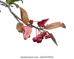 Attēlu rezultāti vaicājumam “Trollius europaeus fruit”