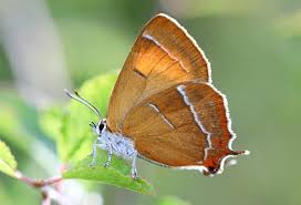 Attēlu rezultāti vaicājumam “Thecla betulae underside”