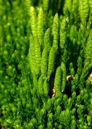 Attēlu rezultāti vaicājumam “Diachea dictyospora (syn. Craterium dictyosporum)”