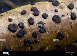 Attēlu rezultāti vaicājumam “Hypoxylon fuscum”