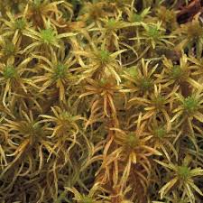 Attēlu rezultāti vaicājumam “Leiocolea rutheana”