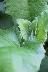 Attēlu rezultāti vaicājumam “Arctium lappa leaf”