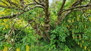 Attēlu rezultāti vaicājumam “Laburnum alpinum leaf”