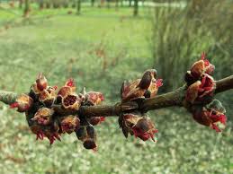 Attēlu rezultāti vaicājumam “Acer saccharinum bud”
