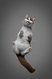 Image result for invisible cat