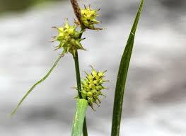 Attēlu rezultāti vaicājumam “Carex viridula”