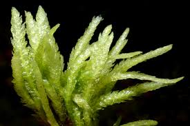 Attēlu rezultāti vaicājumam “Plagiothecium sp.”